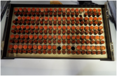 オランダ，黒水牛出来合いベスト100セット合計200本