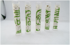 和風美人　寿　グリーン