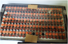 オランダ水牛12ミリ印相・黒水牛10.5ミリ古印体　各100本セット