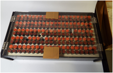 オランダ水牛12ミリ・黒水牛10.5ミリ　各100　合計200本セット