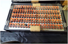 オランダ水牛12ミリ・黒水牛10.5ミリ　各100本・合計200本セット