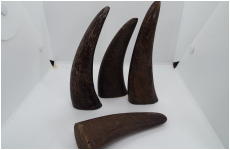 黒水牛　角　サンプル　大