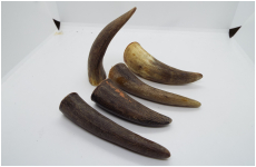 水牛　角　サンプル　小