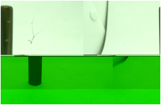 色オランダ水牛　並　　13.5-75　